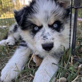 Summit -  Australian Shepherd and Husky Dog for Adoption in Durango, Colorado - Summit | PetCurious