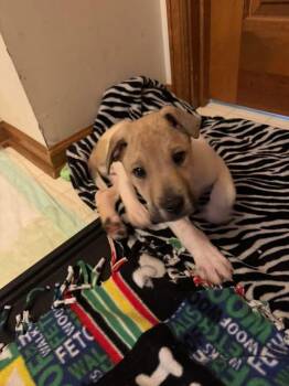 Terrier Dogs Available for Adoption - Frederick | PetCurious