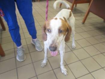 Hound Dogs Available for Adoption in Ocala, Florida - CURLY | PetCurious