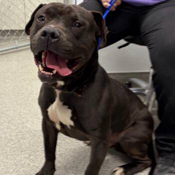 Mixed Breed and Mastiff Dogs Available for Adoption - Crunchwrap Supreme | PetCurious