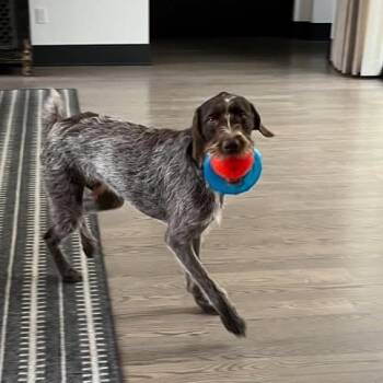 Rescue German Wirehaired Pointer Dogs for Adoption in Santa Rosa, California - Kosmo (Los Angeles, California) | PetCurious