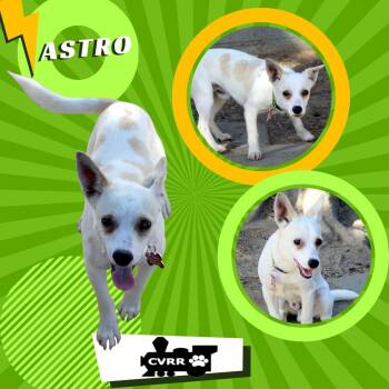 Rescue Terrier and Chihuahua Dogs for Adoption in Lindsay, California - Astro | PetCurious