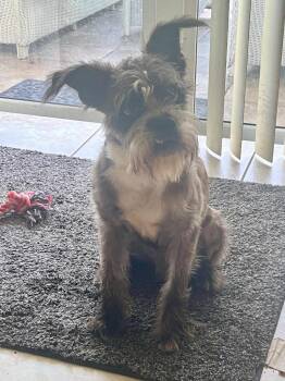 Bo -  Terrier Dog for Adoption in Gorham, Maine - Bo | PetCurious