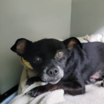 Rescue Miniature Pinscher Dogs for Adoption in Denison, Texas - Sweetie | PetCurious