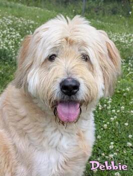 Debbie -  Old English Sheepdog and Standard Poodle Dog for Adoption in Mason, Michigan - Debbie | PetCurious
