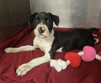 Bruno -  Pit Bull Terrier and Mixed Breed Dog for Adoption in Westland, Michigan - Bruno | PetCurious