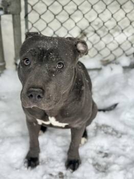 Pit Bull Terrier Dogs Available for Adoption - Sandie | PetCurious