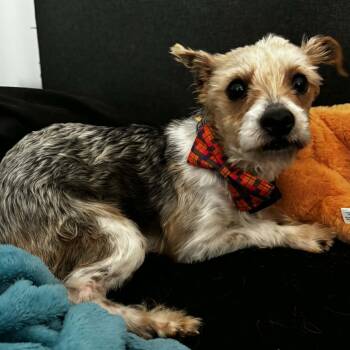 Yorkshire Terrier Dogs Available for Adoption in Brockport, New York - Jetson | PetCurious