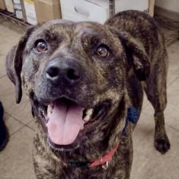 Rouge -  Labrador Retriever Dog for Adoption in Cumming, Georgia - Rouge | PetCurious