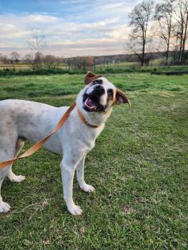 Rescue Anatolian Shepherd and Labrador Retriever Dogs for Adoption in Troy, Alabama - Maze | PetCurious