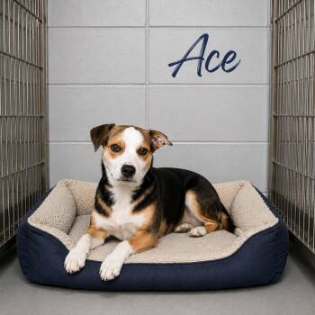 Ace -  Carolina Dog Dog for Adoption in Momence, Illinois - Ace | PetCurious