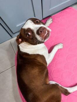 Megan -  American Staffordshire Terrier and Boxer Dog for Adoption in Saugus, Massachusetts - Megan | PetCurious
