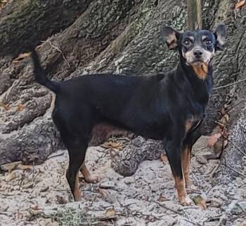 Rescue Chihuahua and Miniature Pinscher Dogs for Adoption in Chiefland, Florida - Crystal | PetCurious
