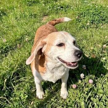 Beagle Dogs Available for Adoption - Lucy | PetCurious