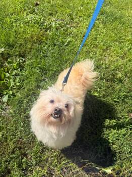 Max -  Mixed Breed Dog for Adoption in Hyde Park, New York - Max | PetCurious