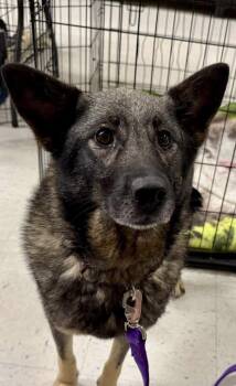 Tess -  Norwegian Elkhound Dog for Adoption in Lexington, Kentucky - Tess | PetCurious