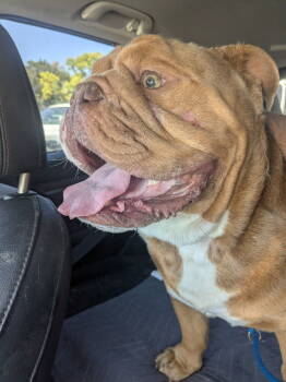 Rescue American Bulldog Dogs for Adoption in Riverton, Utah - King Ralph | PetCurious