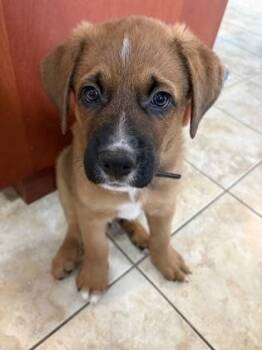 PennieSpent (Grey/BlackCollar) -  Boxer and Mixed Breed Dog for Adoption in Simcoe, Ontario - PennieSpent (Grey/BlackCollar) | PetCurious