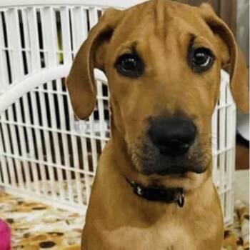 Rescue Rhodesian Ridgeback and Boxer Dogs for Adoption in Georgetown, Texas - Ollie | PetCurious