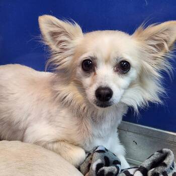Fennec -  Chihuahua Dog for Adoption in Walnutport, Pennsylvania - Fennec | PetCurious
