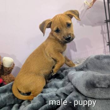 Lil Two -  Chihuahua Dog for Adoption in West Plains, Missouri - Lil Two | PetCurious