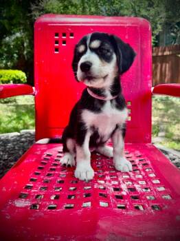 Cocker Spaniel Dogs Available for Adoption in Austin, Texas - Sandy | PetCurious