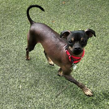 Paco -  Xoloitzcuintli Mexican Hairless Dog for Adoption in Falls Church, Virginia - Paco | PetCurious