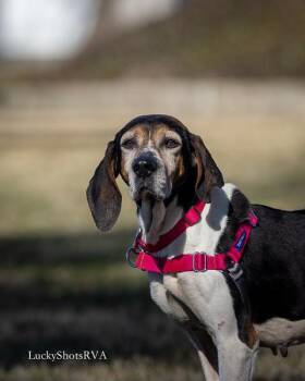 Coonhound Dogs Available for Adoption - Pepper  | PetCurious