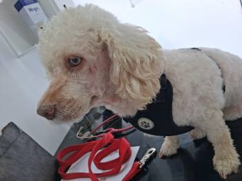 Rescue Mixed Breed and Poodle Dogs for Adoption in Glen Rock, New Jersey - Heidi | PetCurious