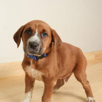Basset Hound and Mixed Breed Dogs Available for Adoption - Spruce D68165 | PetCurious