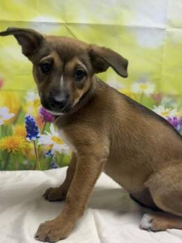 Terrier and Mixed Breed Dogs Available for Adoption in San Antonio, Texas - Estrella | PetCurious