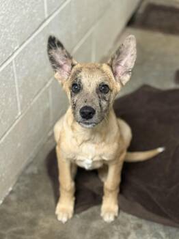 Mixed Breed Dogs Available for Adoption - Osito | PetCurious