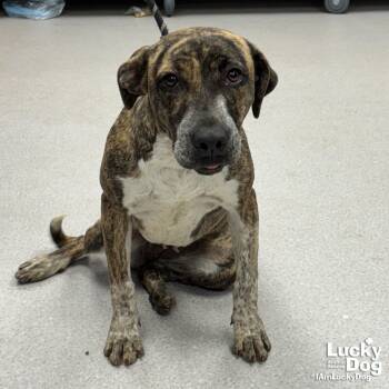 Rescue Labrador Retriever and Shepherd Dogs for Adoption in Washington, District Of Columbia - Druscilla | PetCurious