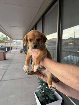Labrador Retriever Dogs Available for Adoption in Aurora, Colorado - Penguin | PetCurious