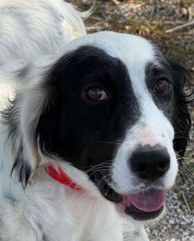 Mia -  English Setter Dog Available for Adoption in Fair Oaks, Texas - Mia | PetCurious