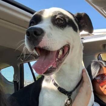 Dylan -  Pit Bull Terrier and Mixed Breed Dog for Adoption in Tuscaloosa, Alabama - Dylan | PetCurious