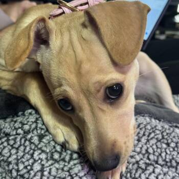 Dolly -  Chihuahua and Whippet Dog for Adoption in Los Angeles, California - Dolly | PetCurious