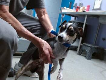 SNOOPY -  Chihuahua and Rat Terrier Dog for Adoption in Albuquerque, New Mexico - SNOOPY | PetCurious