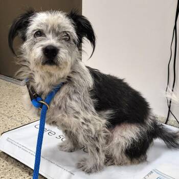 Mixed Breed Dogs Available for Adoption in Nashville, Indiana - Charlotte | PetCurious