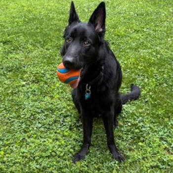 Rescue German Shepherd Dog Dogs for Adoption in Rossville, Georgia - Electro | PetCurious