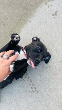Blair Bear -  Mixed Breed Dog for Adoption in Clinton, Wisconsin - Blair Bear | PetCurious
