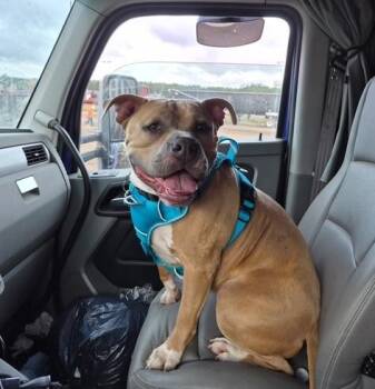 American Staffordshire Terrier Dogs Available for Adoption - Rocky | PetCurious