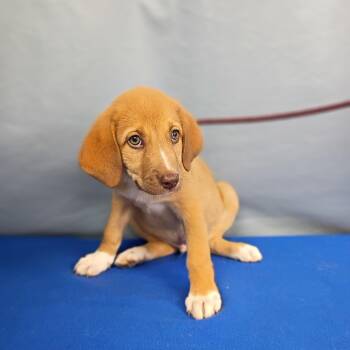 Dana -  Labrador Retriever and Saint Bernard Dog for Adoption in Maynardville, Tennessee - Dana | PetCurious