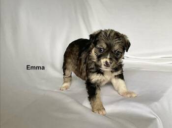 EMMA -  German Shepherd Dog Dog for Adoption in Rosenberg, Texas - EMMA | PetCurious