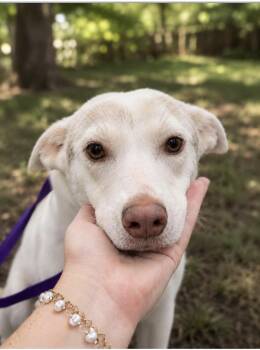 Rain -  Husky Dog for Adoption in Alexander City, Alabama - Rain | PetCurious
