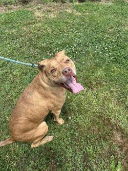 Sonny -  Pit Bull Terrier Dog for Adoption in Evansville, Indiana - Sonny | PetCurious