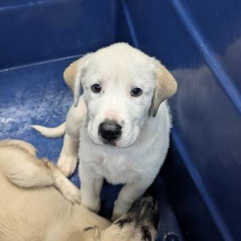 Freyja -  Bullmastiff and Great Pyrenees Dog for Adoption in Ardmore, Oklahoma - Freyja | PetCurious