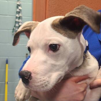 Pit Bull Terrier Dogs Available for Adoption - Pup Tart | PetCurious