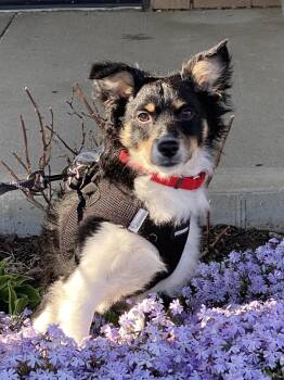 Shetland Sheepdog Sheltie Dogs Available for Adoption in Mundelein, Illinois - Orion | PetCurious