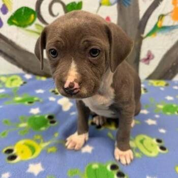 Black Mouth Cur and Mixed Breed Dogs Available for Adoption in Hattiesburg, Mississippi - Faye | PetCurious